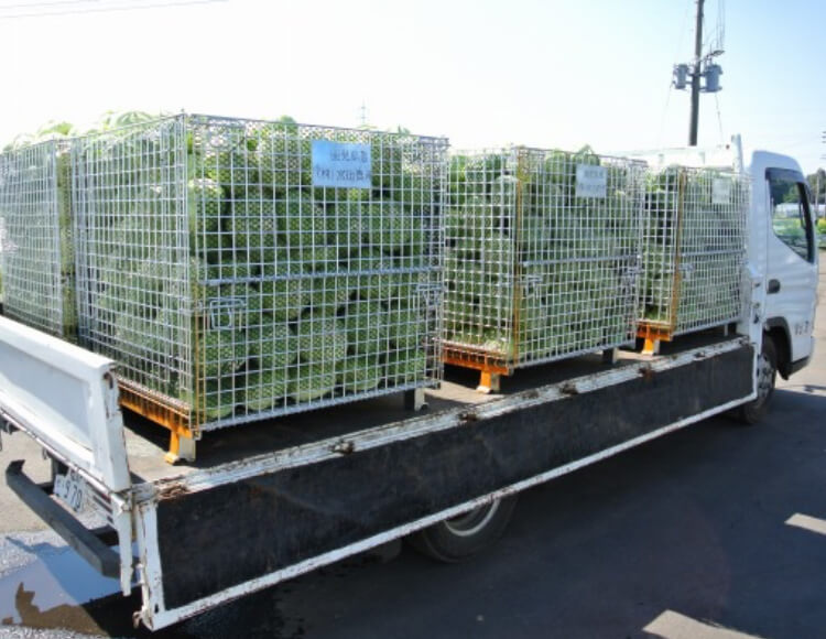 キャベツの出荷