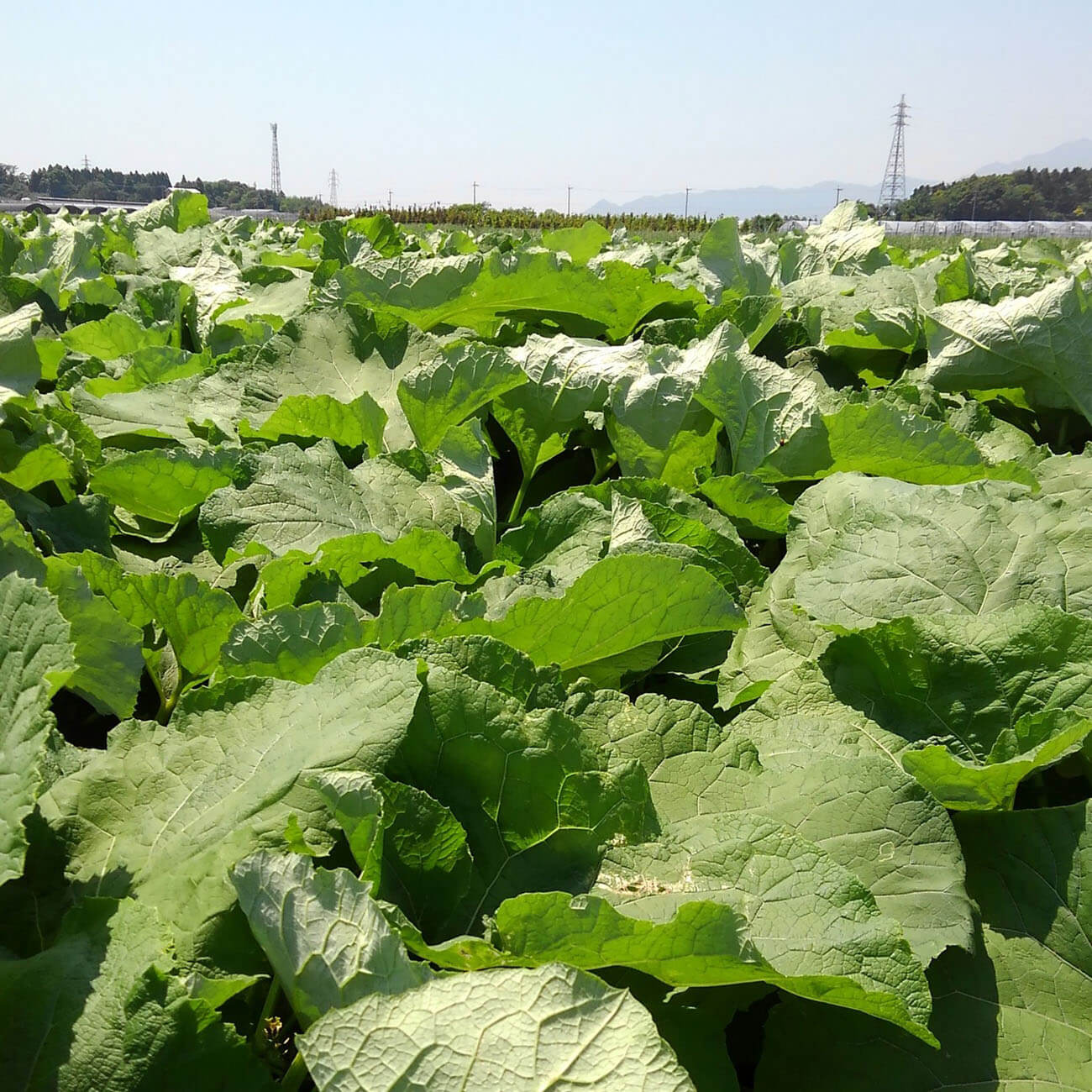 広大なキャベツ畑