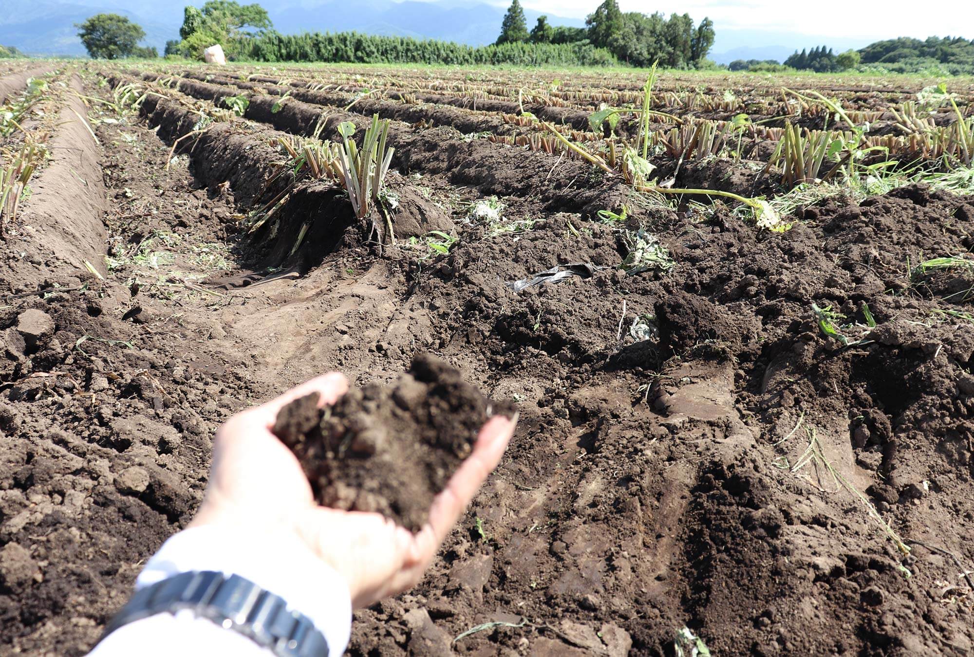 こだわりの土づくり